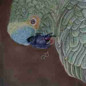 Calypso - Fine Art Paper Print