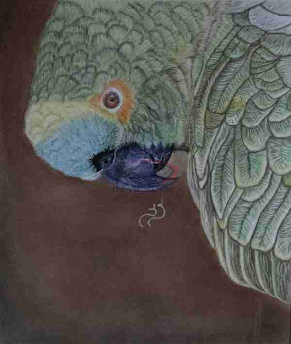 Calypso - Fine Art Paper Print
